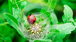 The macro portrait of the ladybug on a green leaf