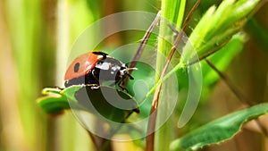 The macro portrait of the ladybug on a green leaf