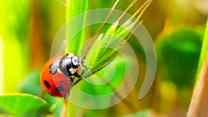 The macro portrait of the ladybug on a green leaf