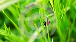 The macro portrait of the ladybug on a green leaf