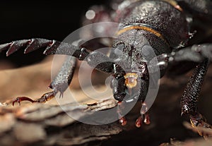 Macro portrait of longhorn beetle