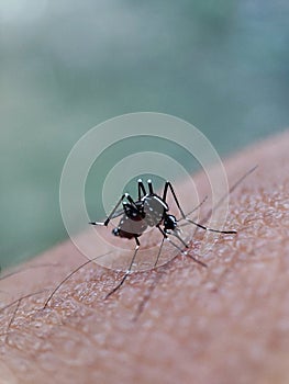 macro portrait of a mosquito perched on human hand