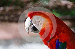 Macro portrait of a parrot`s head