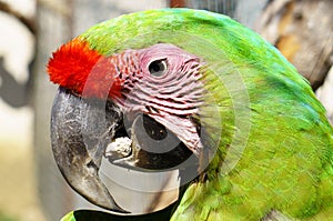 Macro portrait of a parrot`s head photo