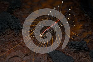 Macro portrait of  Scutigera species from Goa