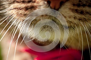 Macro portrait with selective focus of domestic cat`s mouth and whiskers