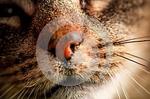 Macro portrait with selective focus of domestic cat`s mouth and whiskers