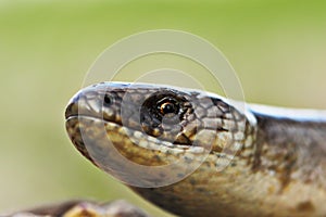 Macro portrait of slowworm