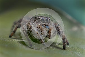 Macro Portrait of a Small Jumping Spider