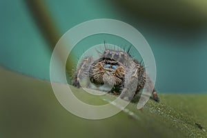 Macro Portrait of Small Jumping Spider Perched on a Plant Leaf