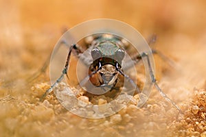 Macro portrait of a tiger beetle