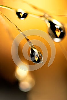 A macro portrait of water drops hanging from a blade of grass with in the droplets the refraction of a fall colored leaf