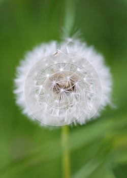 A macro portrait of a white fluffy, soft and fuzy dandelion flower standing in the grass of a garden with a green blurry photo