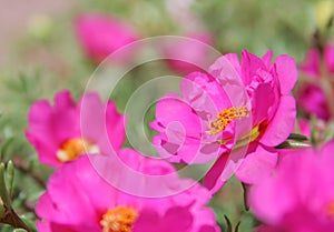 Macro of portulaca flower