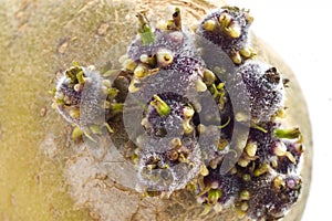 Macro of an potato germinating