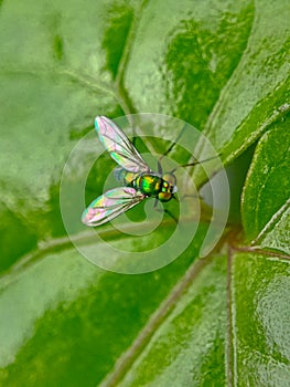Macro potrait of flies on green leaves background