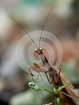 Macro of a praying mantis (Mantis religiosa)