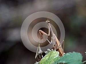 Macro of a praying mantis (Mantis religiosa)