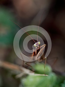 Macro of a praying mantis (Mantis religiosa)