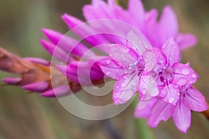 Macro of pretty pink flower with dew drops