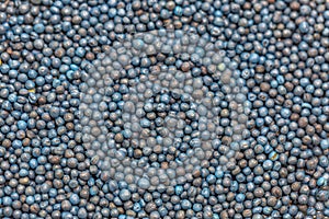 Macro. Processed blue-coated rapeseed seeds in a petri dish in the lab photo