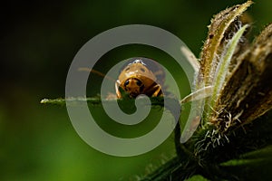 Macro Insects Searching For Nector In Kiambu Kenya East Africa photo