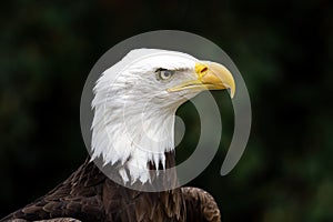 Macro profile portrait of a gorgeous bald eagle before the dark green background