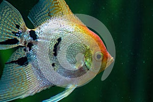 Macro profile shot of a Freshwater angelfish underwater