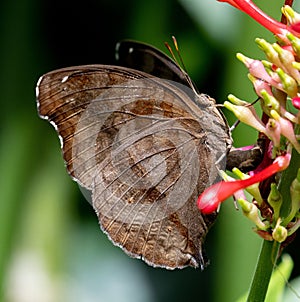 Macro profile shot of a Junonia iphita butterfly on a floral plant