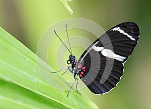 Macro profile shot of a Sara Longwing butterfly on a green leaf