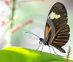 Macro profile shot of a Sara Longwing butterfly on a green leaf