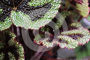 Macro of the puckered leaves on a iron cross begonia