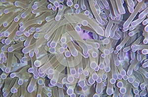 Macro of a purple anemone