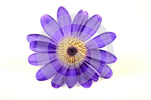 Macro of purple corn flower