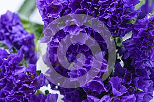 Macro purple cup shape flowers