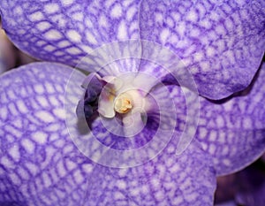 Macro of a purple flower