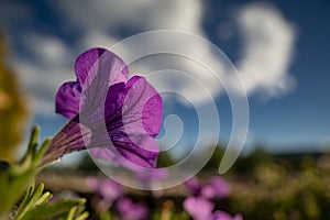 Macro of a purple flower with big sky background