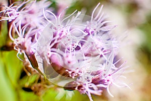 Macro purple flowers blued background