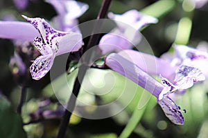 Macro of purple flowers on a Spurflower plant