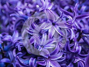 Macro of a purple hyacinth flower