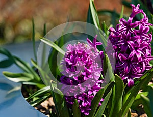 Macro of purple Hyacinthus orientalis common hyacinth, garden or Dutch hyacinth in Public landscape city park
