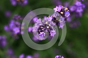 Macro Purple lavender flower.