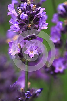 Macro Purple lavender flower.