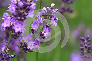 Macro Purple lavender flower.