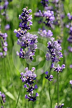 Macro Purple lavender flower.