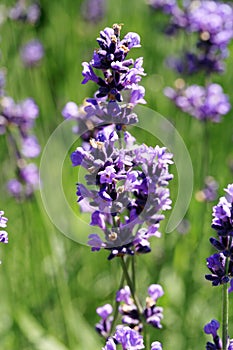 Macro Purple lavender flower.