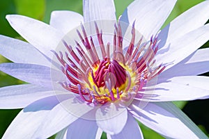 Macro Purple Lotus flower or Nymphaea nouchali or Nymphaea stellata is a water lily of genus Nymphaea - Purple nature concept - Fl