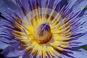 macro purple lotus flower with yellow flower core