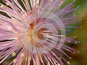 Macro of Purple Mimosa Pudica Flower in the morning