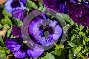 Macro purple pansies in the park